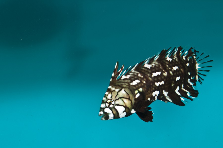 Dragonet Fish in Saltwater Aquarium